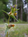 Greater Yellow-rattle